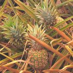 ananas 001